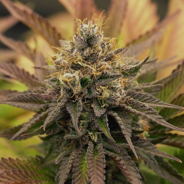 OG Kush | Royal Queen Seeds | Feminisiert | 3 Samen
