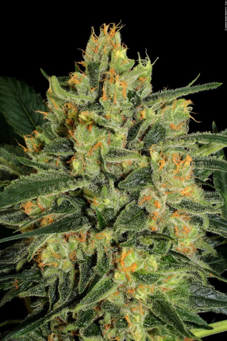 Paradise Seeds Durga Mata II CBD | Feminisiert | 3 Samen