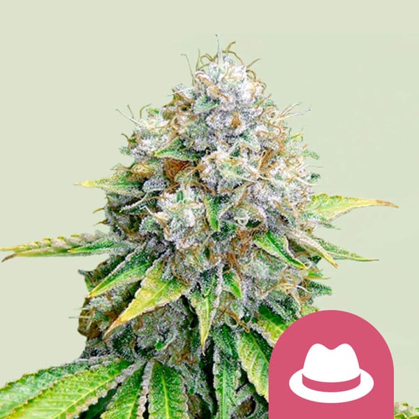OG Kush | Royal Queen Seeds | Feminisiert | 3 Samen