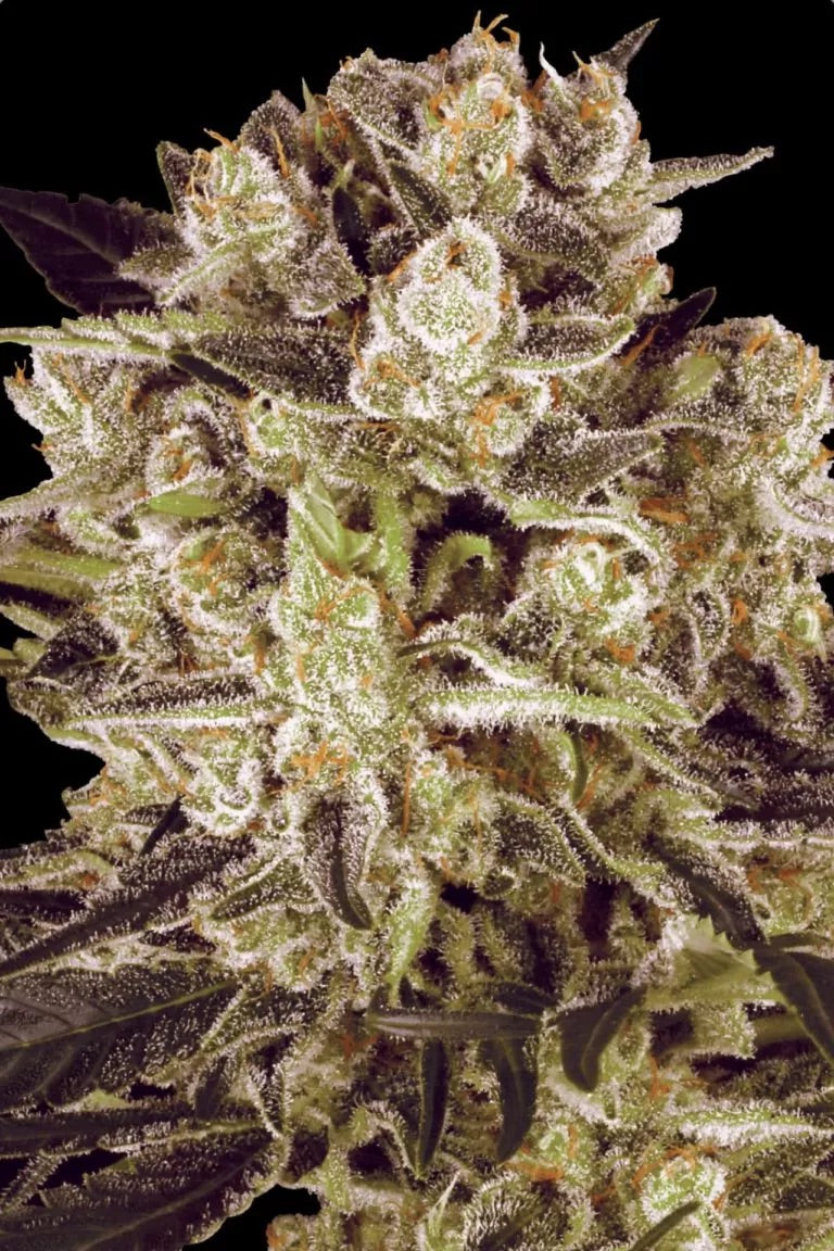 Paradise Seeds Durga Mata II CBD | Feminisiert | 3 Samen