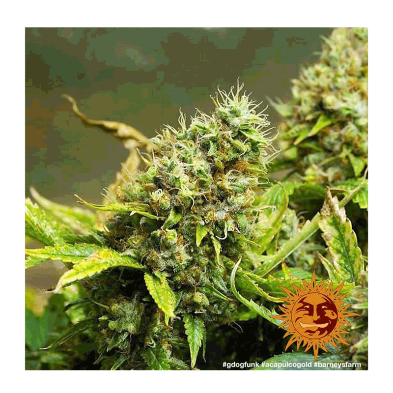 Barney's Farm Acapulco Gold | Feminisiert | 3 Samen