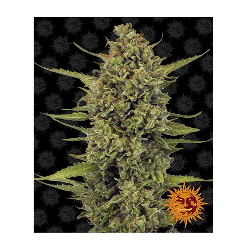 Barney's Farm Acapulco Gold | Feminisiert | 3 Samen