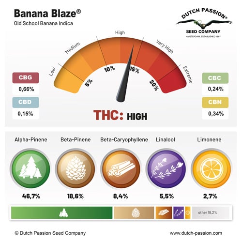 Banana Blaze® | Dutch Passion