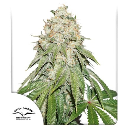 Banana Blaze® | Dutch Passion