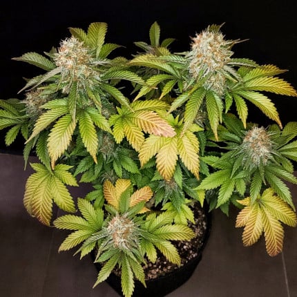 Banana Blaze® | Dutch Passion