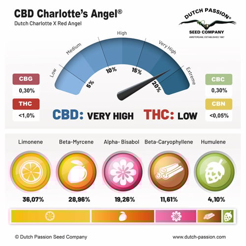 CBD Charlotte’s Angel® | Dutch Passion