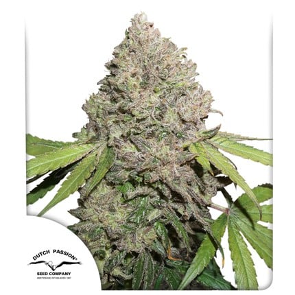 CBD Charlotte’s Angel® | Dutch Passion