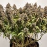 CBD Charlotte’s Angel® | Dutch Passion