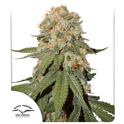Orange Bud® | Dutch Passion