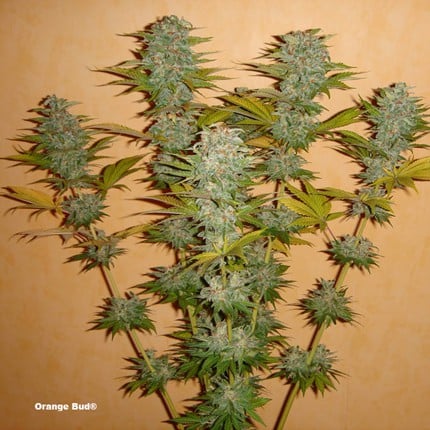 Orange Bud® | Dutch Passion