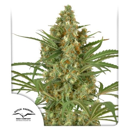 Snow Bud® | Dutch Passion