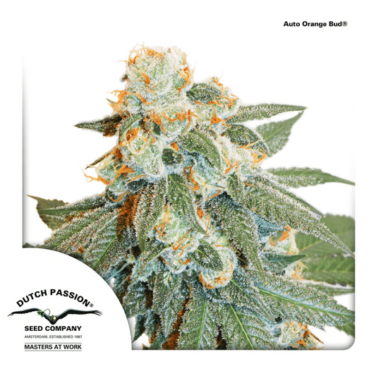 Dutch Passion Auto Orange Bud | Automatik | 3 Samen