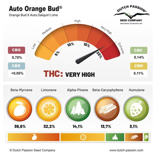 Dutch Passion Auto Orange Bud | Automatik | 3 Samen