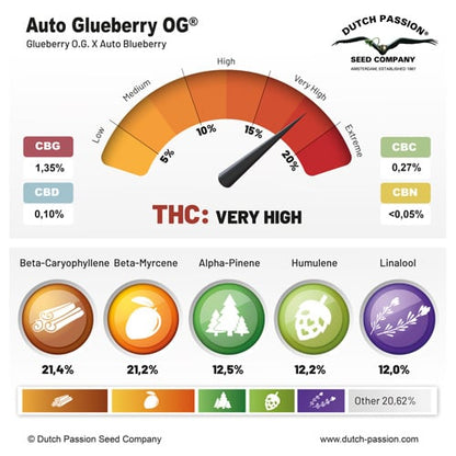Auto Glueberry O.G.® | Dutch Passion