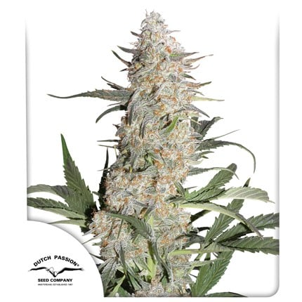 Critical Orange Punch® | Dutch Passion