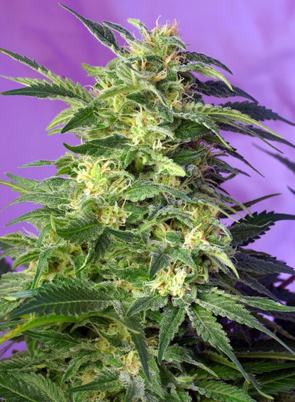 Killer Kush Auto®| Sweet Seeds