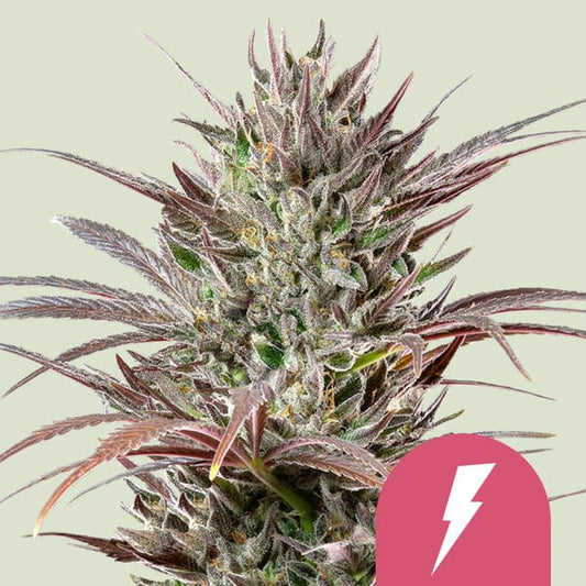 North Thunderfuck | Royal Queen Seeds | 3 Samen