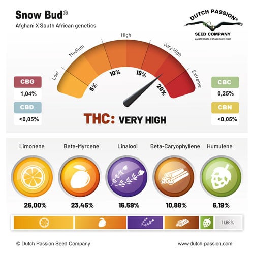 Snow Bud® | Dutch Passion