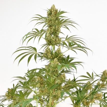 Snow Bud® | Dutch Passion