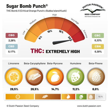 Sugar Bomb Punch® | Dutch Passion