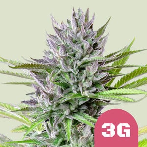 Triple G | Royal Queen Seeds | 3 Samen