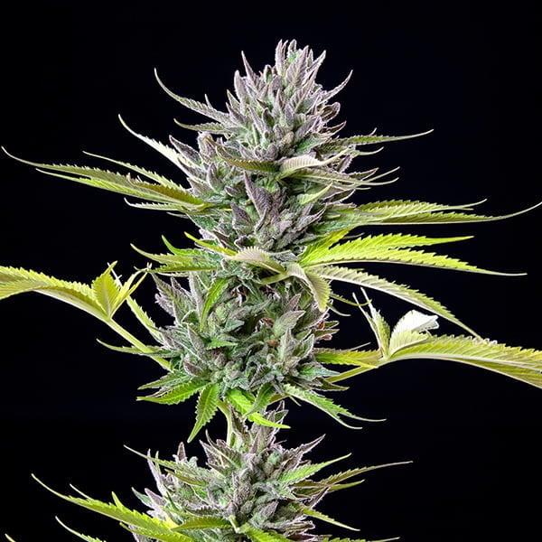 Triple G | Royal Queen Seeds | 3 Samen